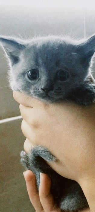 Продаю породу котенков