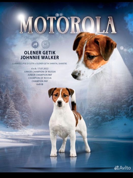 Щенки Джек Рассел-терьер