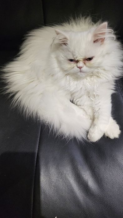 Продавам персийски котенца