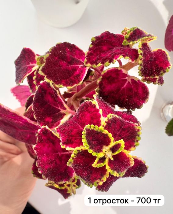 Отростки колеусов