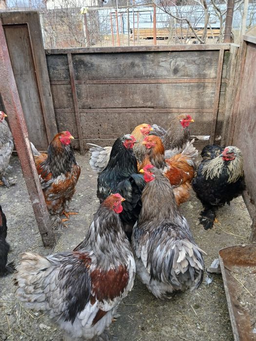 Vănd cocoși rasa brahma.