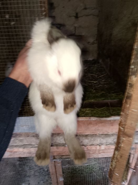 Buĝoz quyon sotiladi Бугоз куйон сотилади