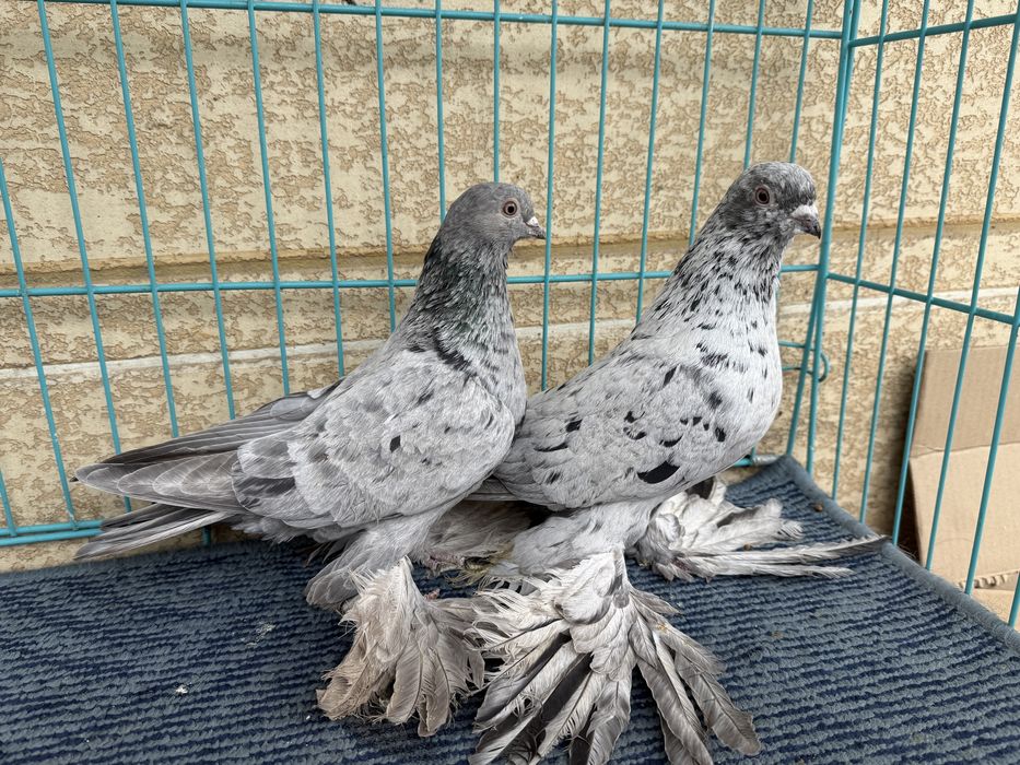 Челкари пара молодые