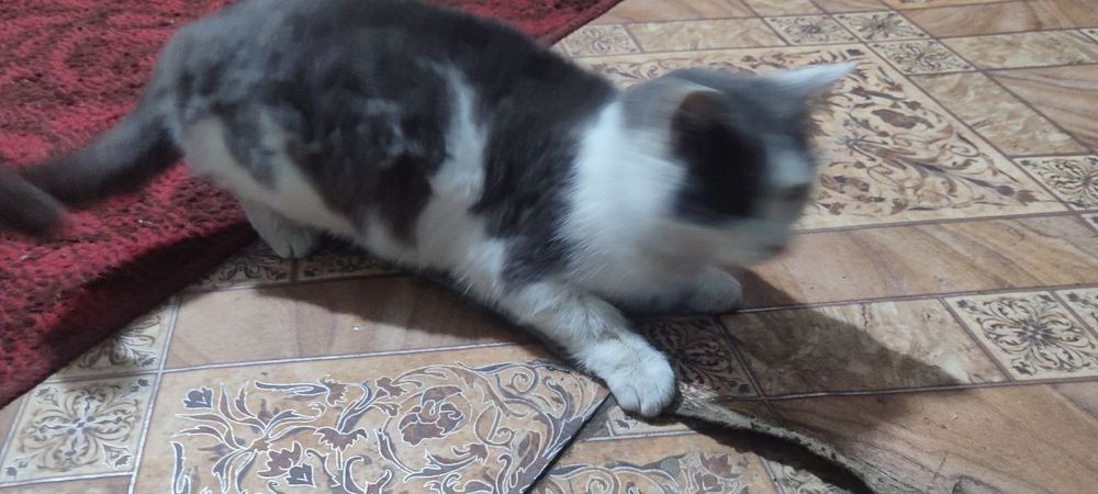 Mehrli qo'llar uchun Qiz Mushuk