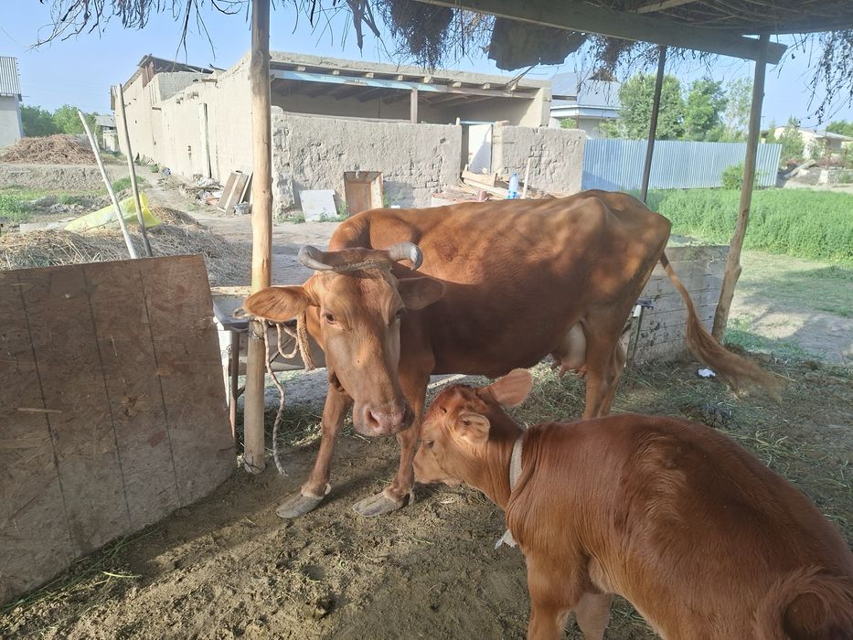 Sigir ona bola.5 qorin .2oylik xukischa.1 oylik bugʻuz