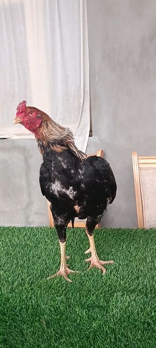 Dakan xoroz sotiladi