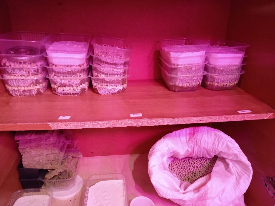 Бизнес микрозелень