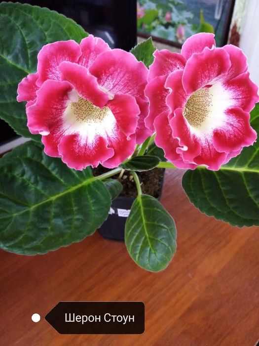 Продам семена глоксиний