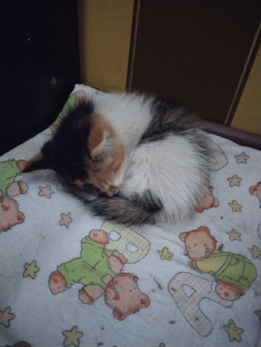 котёнок,отдам в добрые руки