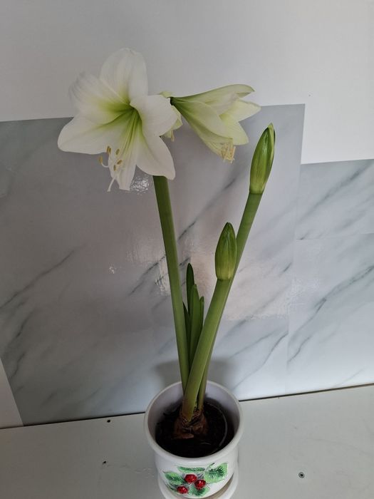 Белый гиппеаструм