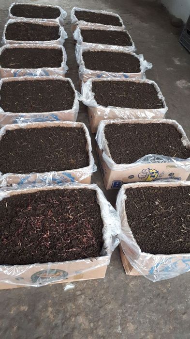 Kalforniya qzil yomg'r CHUVALCHANGLARI sotladi kvadrati 200 min somdan