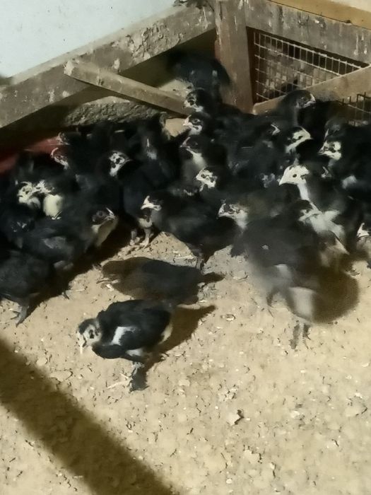 Andijon qora tovuqlari