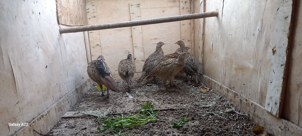 Продам фазанят 4 самки два самца