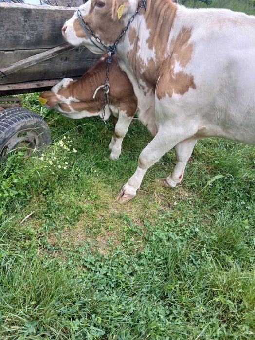 Vand vaca la prima fatare