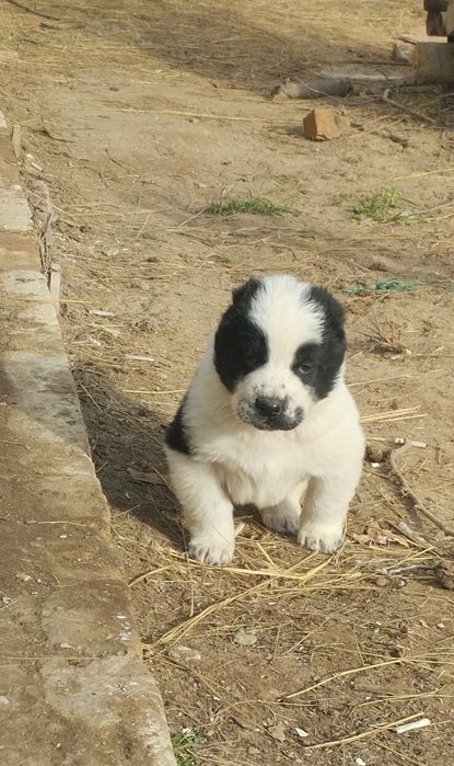 !!! Щенки АЛАБАЙ