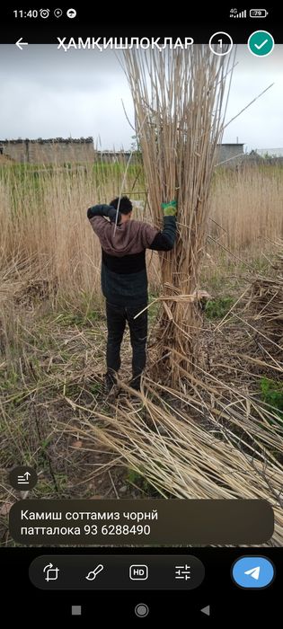Камиш соттамиз чорнй патталока