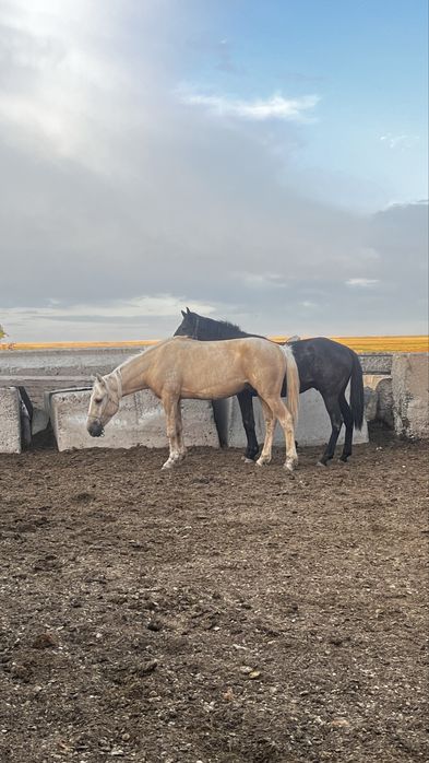 Қазақы мініс білетін ат