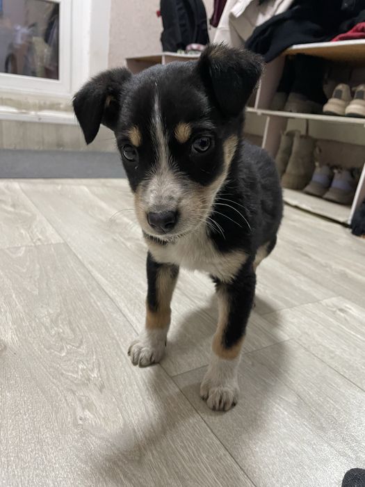 Отдам щенка в добрые руки