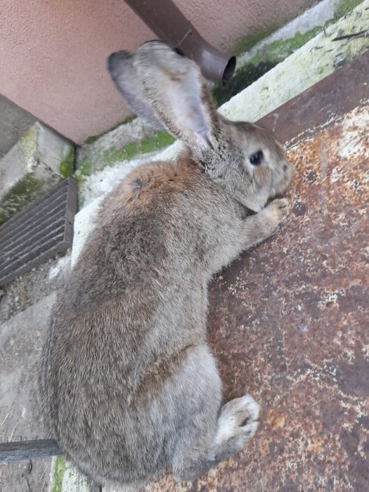 Vand iepuri  maturi si pui