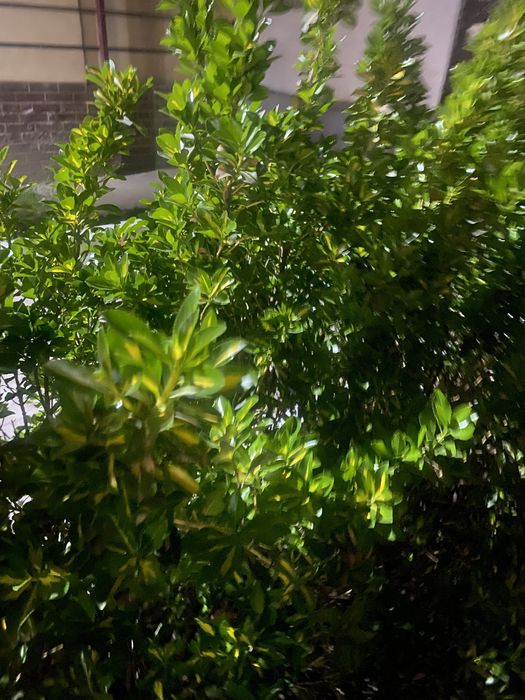 Bilayn izgorot итальянский изгородь