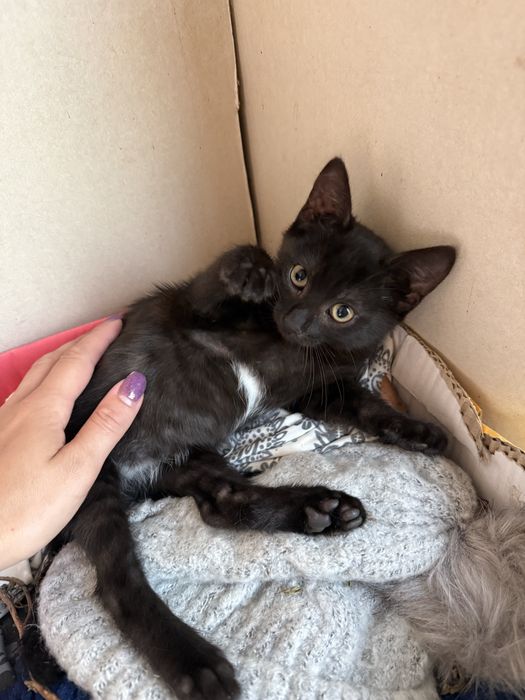 Коте търси дом подарявам