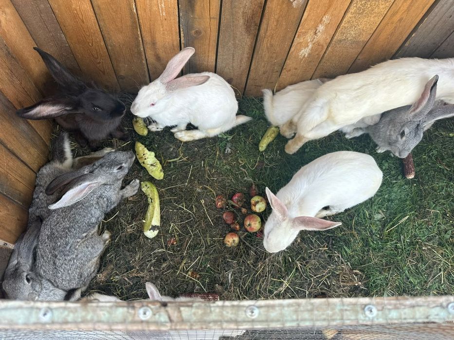 Продам  кроликов