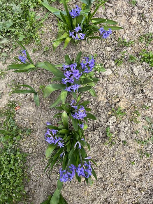 Гиацинт кўп йиллик гуллар сотилади