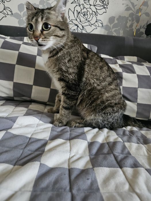 Идем дом кошечке