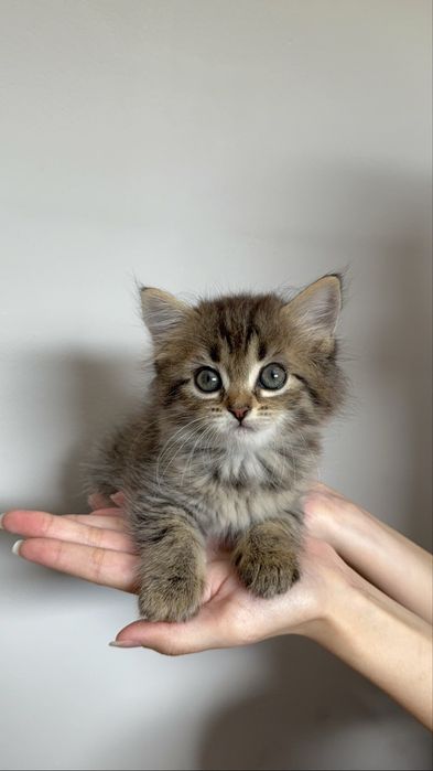 котятки ищут дом