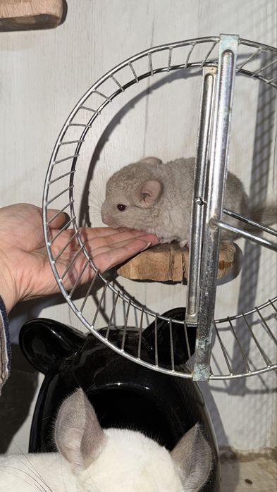 Продаю ручных шиншилят