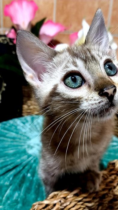 СНЕЖНЫЙ БЕНГАЛ, Котик- шик..