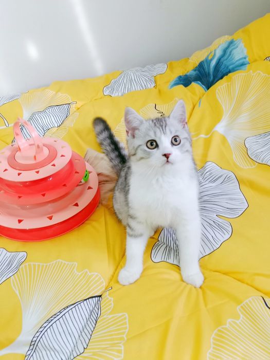 Серебристый табби биколор Страйт мальчик