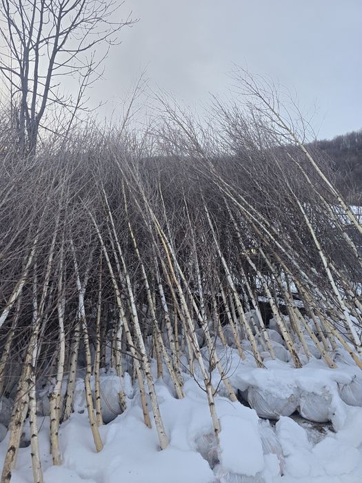 Mesteacăn alb 3m 6m