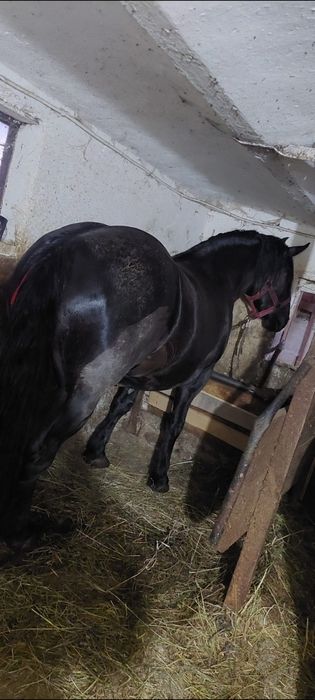 Vând mânză neagră