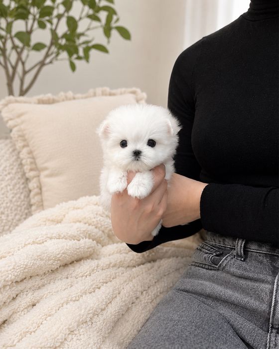Bichon Maltez Mini Toy