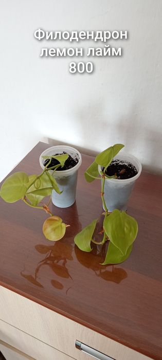 Продам комнатные цветы