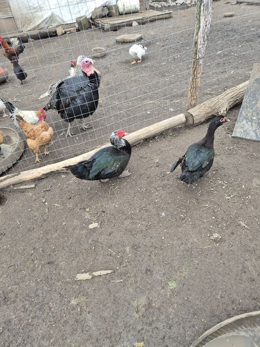 Se vând rățoi lesesti cu vârsta de aproximativ 10 luni