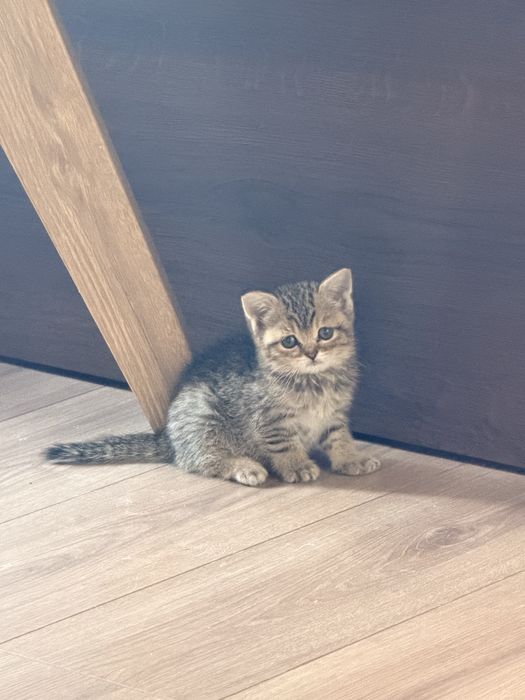 Котенок ищет дом