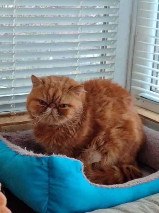 Женски екзотични котки на 6 месеца и 2,5 години.