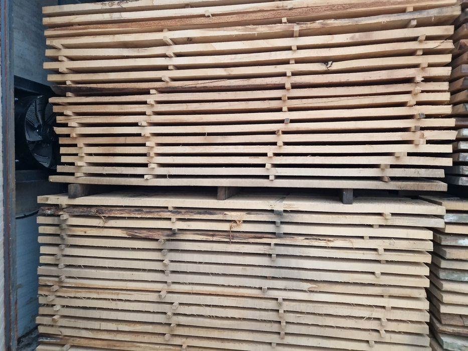 Cherstea stejar si fag