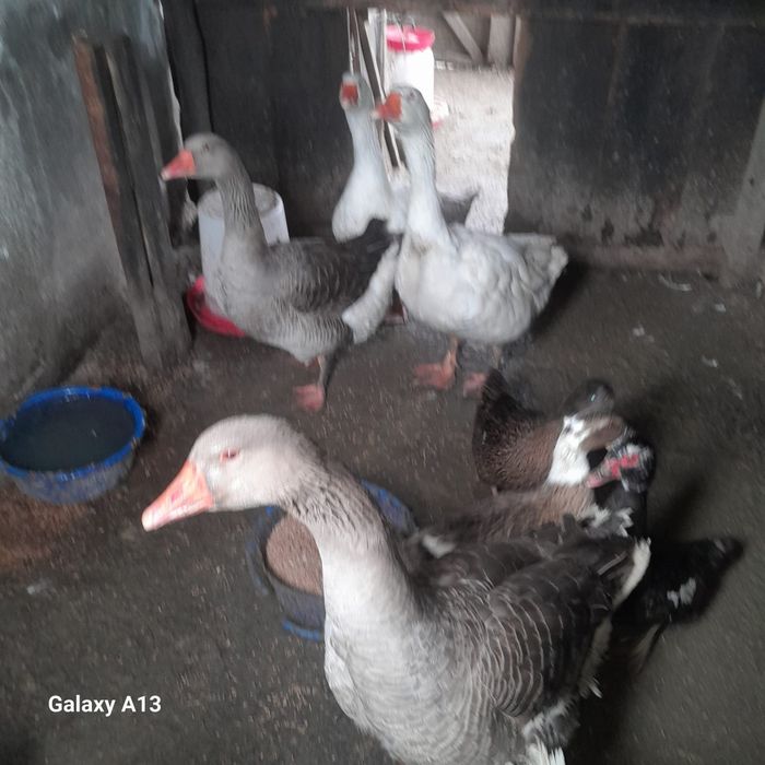 Vând gâște românești