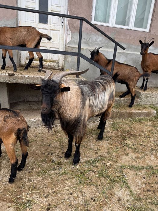 Țap - 1 an jumatate