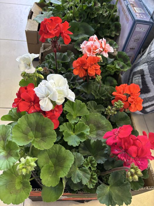 Мушкато, сакъзчета, маргаритки