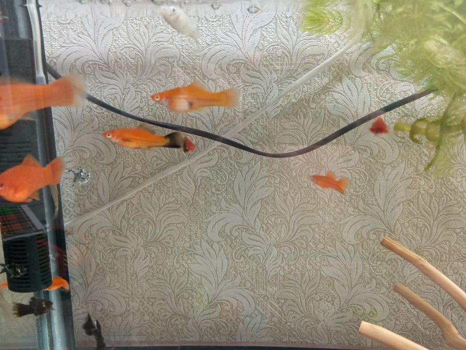 Продам аквариум с рыбками.