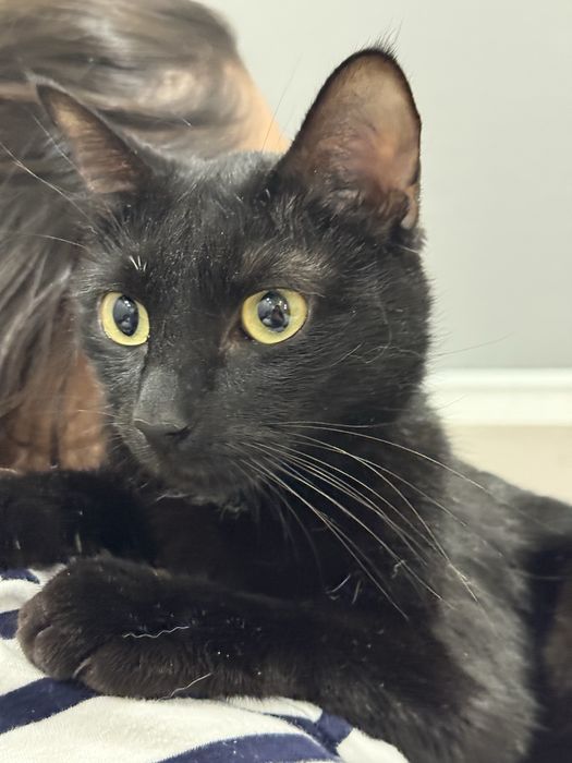 Отдам кота в добрые руки