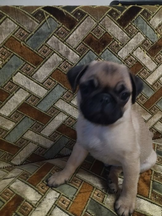 Продам щенков мопса