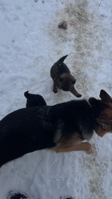 Щенята полуовчарка немецкая(мать овчарка)