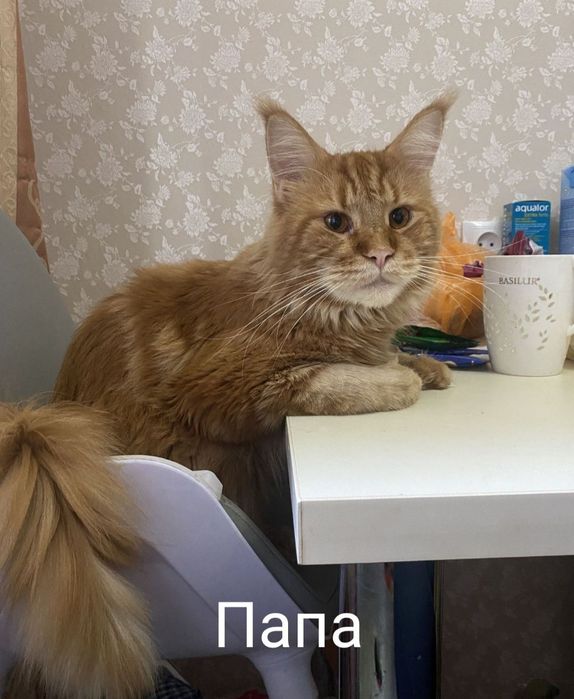 Котята Мейн кунов