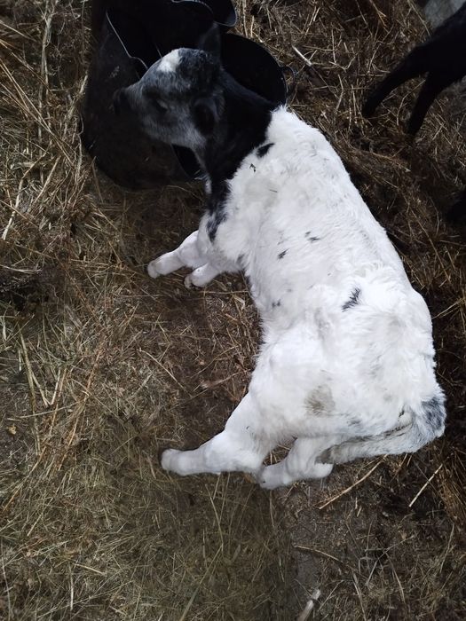 Vând vitei ofer transport în România