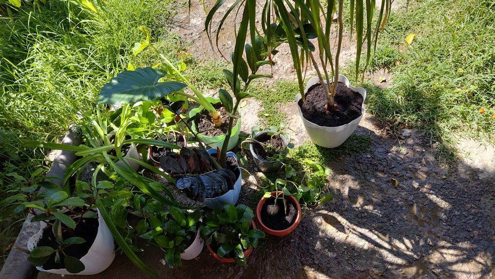 Үй гүлдері 12 дана